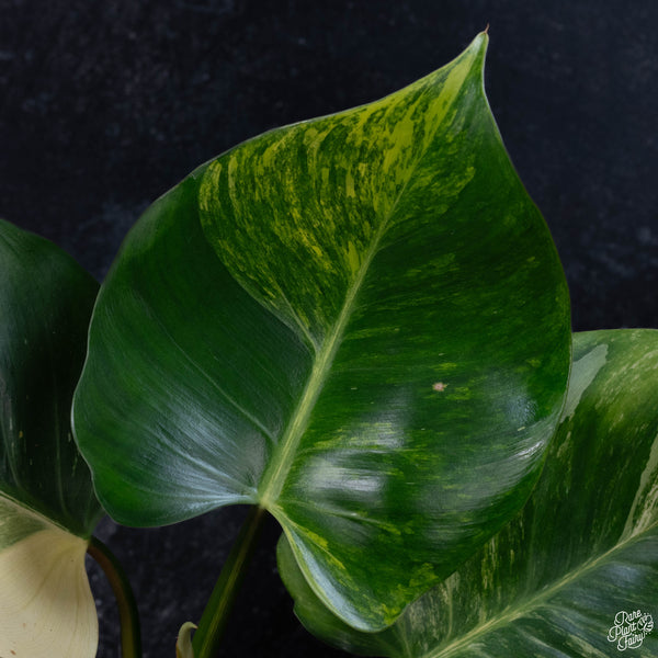 Philodendron 'White Wizard' aurea variegated (wk3-A)