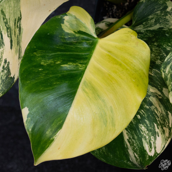 Philodendron 'White Wizard' aurea variegated (wk3-A)