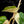 Load image into Gallery viewer, Philodendron hederaceum albo variegated heartleaf (A51) *sectoral*
