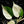 Load image into Gallery viewer, Philodendron hederaceum albo variegated heartleaf (B51) *sectoral*
