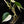 Load image into Gallery viewer, Philodendron hederaceum albo variegated heartleaf (B51) *sectoral*
