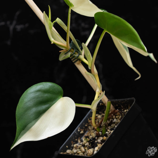 Philodendron hederaceum albo variegated heartleaf (B51) *sectoral*