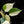 Load image into Gallery viewer, Philodendron hederaceum albo variegated heartleaf (B51) *sectoral*
