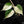 Load image into Gallery viewer, Philodendron hederaceum albo variegated heartleaf (B51) *sectoral*
