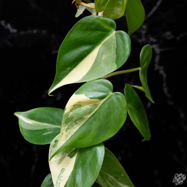 Philodendron hederaceum albo variegated heartleaf (B52) *marble*