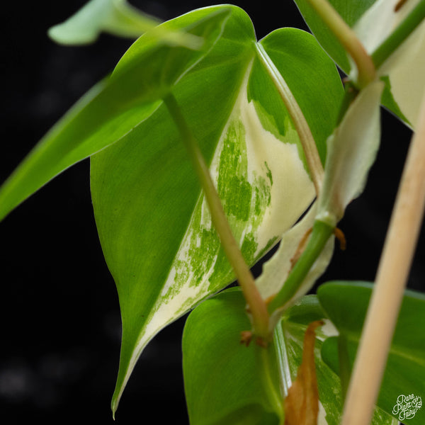 Philodendron hederaceum albo variegated heartleaf (B52) *marble*