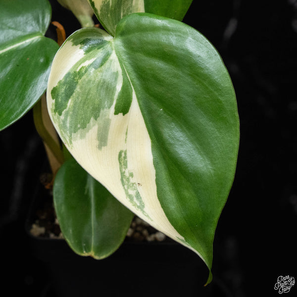 Philodendron hederaceum albo variegated heartleaf (B52) *marble*