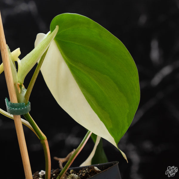 Philodendron hederaceum albo variegated heartleaf (wk2-A) *sectoral*