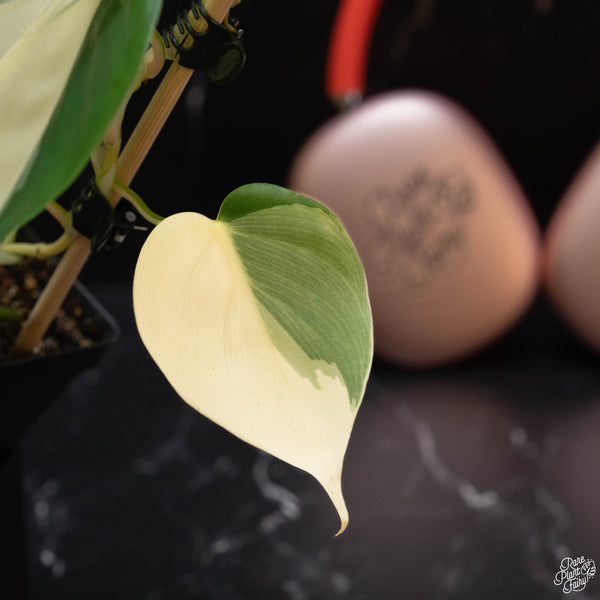 Philodendron hederaceum albo variegated heartleaf (wk4-B)