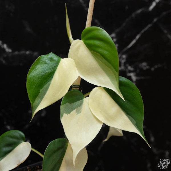 Philodendron hederaceum albo variegated heartleaf (wk4-B)