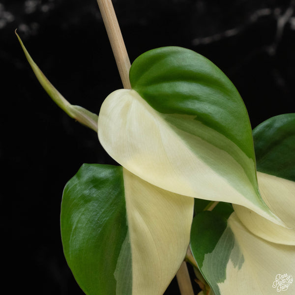 Philodendron hederaceum albo variegated heartleaf (wk4-B)