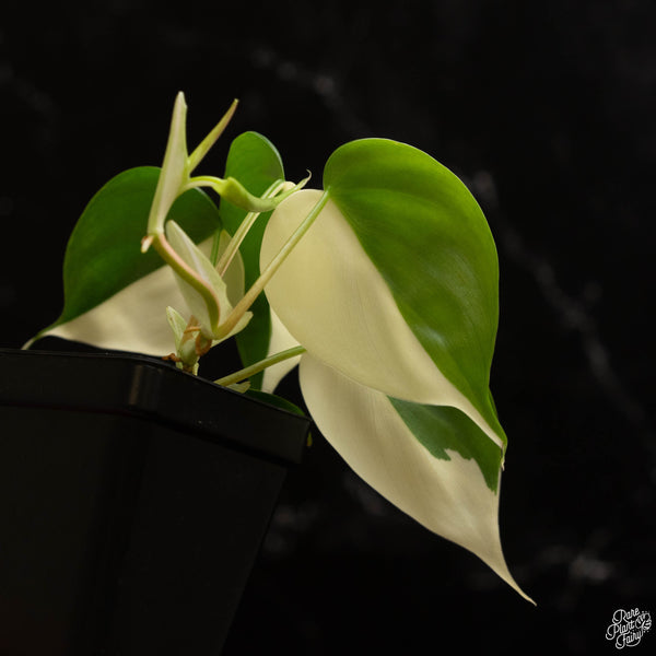 Philodendron hederaceum albo variegated heartleaf (A48)  *Sectoral*