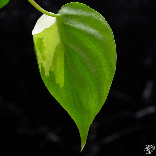 Philodendron hederaceum albo variegated heartleaf (A52) *sectoral*