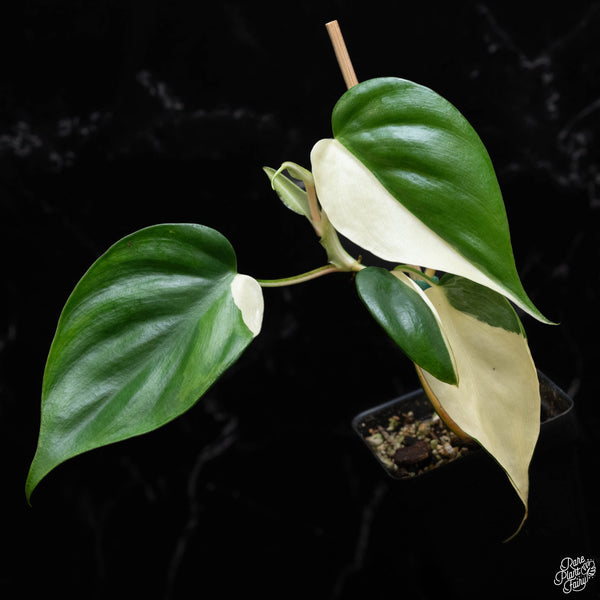 Philodendron hederaceum albo variegated heartleaf (A52) *sectoral*