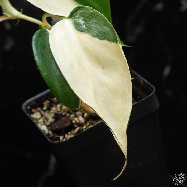 Philodendron hederaceum albo variegated heartleaf (A52) *sectoral*