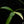 Load image into Gallery viewer, Philodendron holtonianum variegated (A50)
