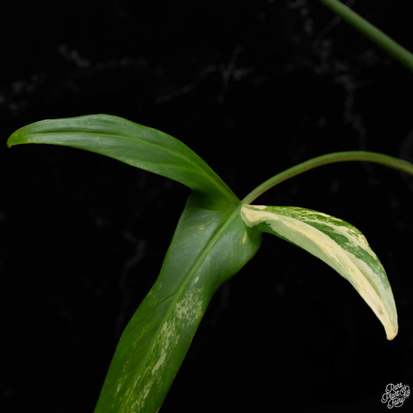 Philodendron holtonianum variegated (A50)