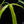 Load image into Gallery viewer, Philodendron holtonianum variegated (A50)
