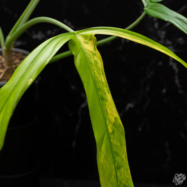 Philodendron holtonianum variegated (A50)