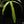 Load image into Gallery viewer, Philodendron holtonianum variegated (A50)
