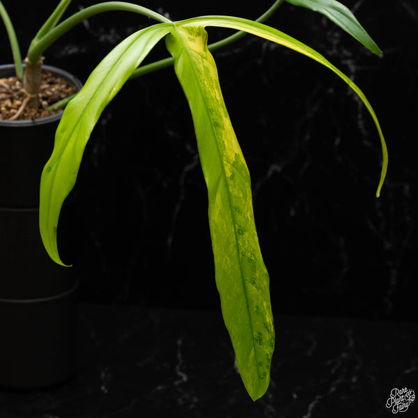 Philodendron holtonianum variegated (A50)