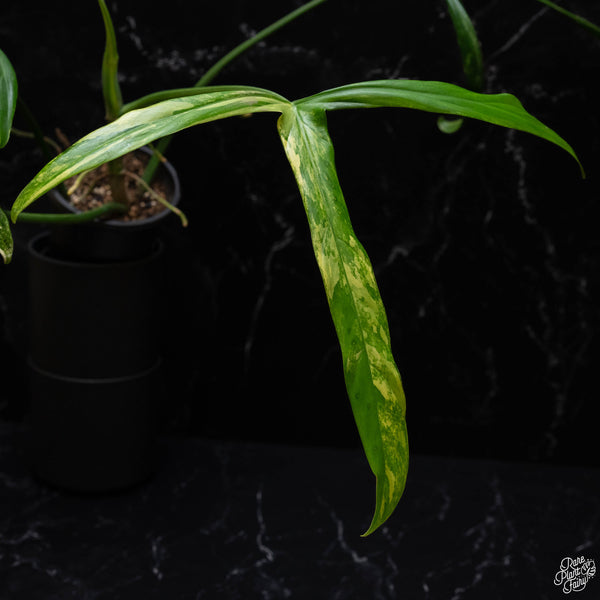 Philodendron holtonianum variegated (A52)