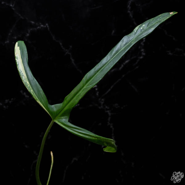 Philodendron holtonianum variegated (A52)