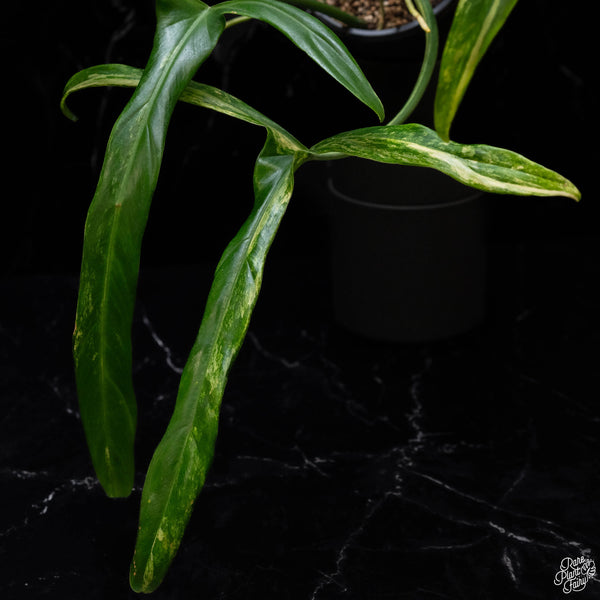 Philodendron holtonianum variegated (A52)