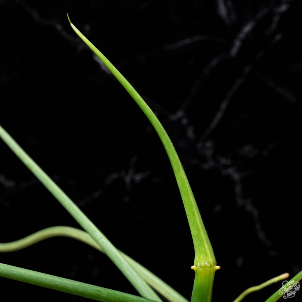 Philodendron holtonianum variegated (1A)