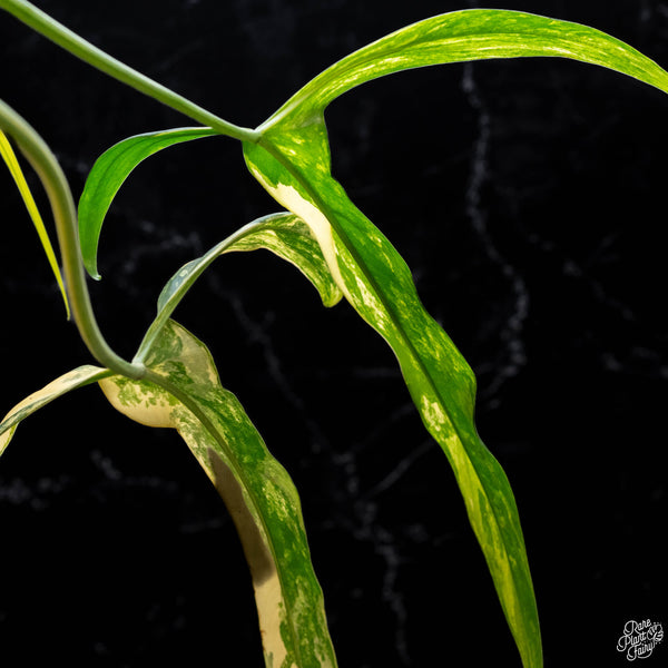 Philodendron holtonianum variegated (1A)