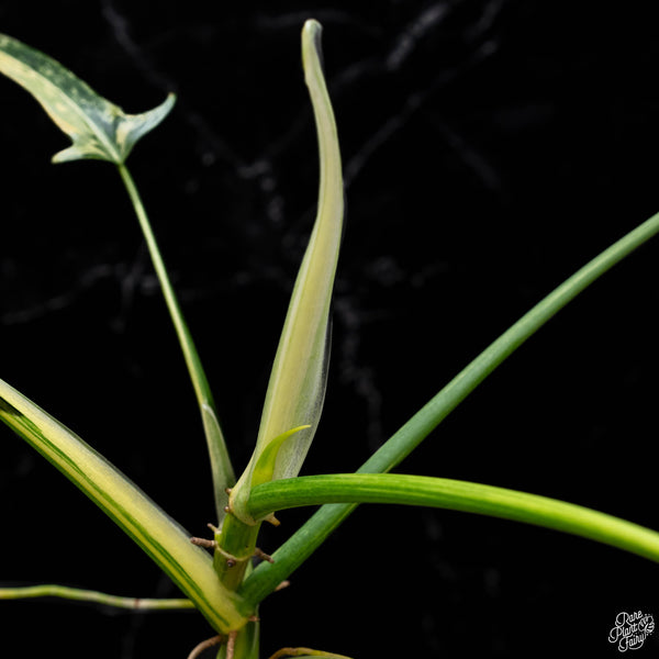 Philodendron holtonianum variegated (1B)