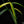 Load image into Gallery viewer, Philodendron holtonianum variegated (A49)
