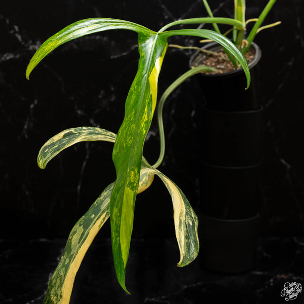 Philodendron holtonianum variegated (B47)