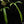 Load image into Gallery viewer, Philodendron holtonianum variegated (B47)
