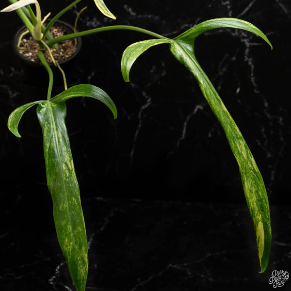 Philodendron holtonianum variegated (B47)