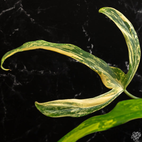 Philodendron holtonianum variegated (B47)