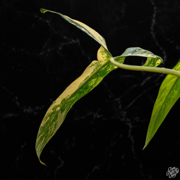 Philodendron holtonianum variegated (B47)