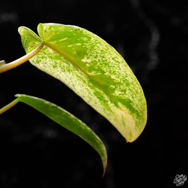 Philodendron ilsemanii (1A) *from Kunzo* *multiple growth points*