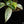 Load image into Gallery viewer, Philodendron ilsemanii (A50) *Kunzo lineage*
