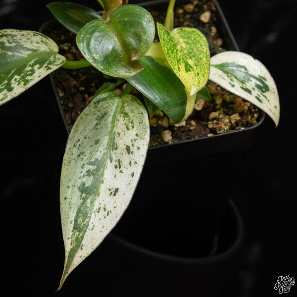 Philodendron ilsemanii (A50) *Kunzo lineage*