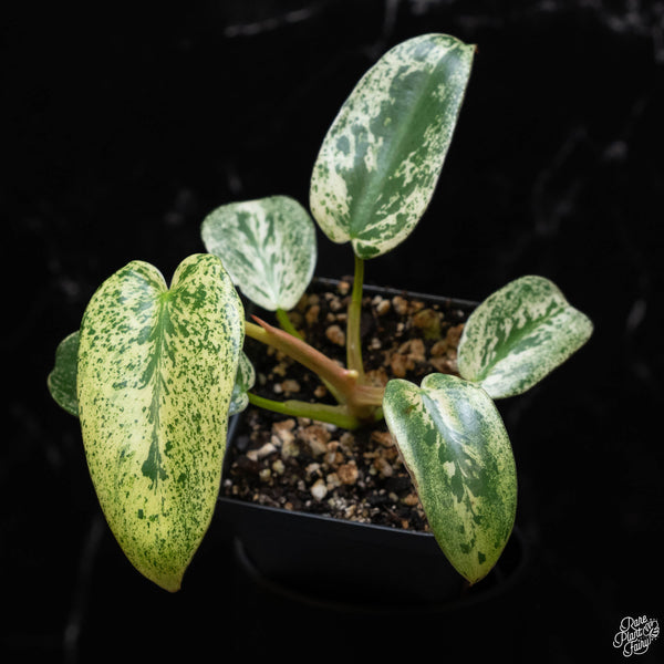 Philodendron ilsemanii (B51) *Kunzo lineage*