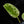 Load image into Gallery viewer, Philodendron ilsemanii (B51) *Kunzo lineage*
