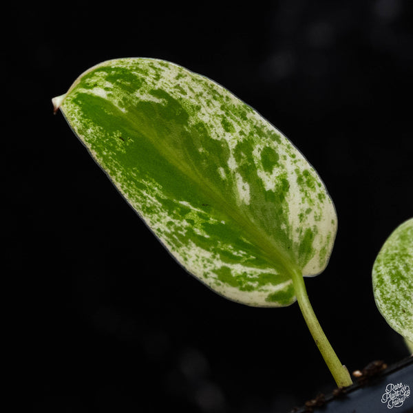 Philodendron ilsemanii (B51) *Kunzo lineage*