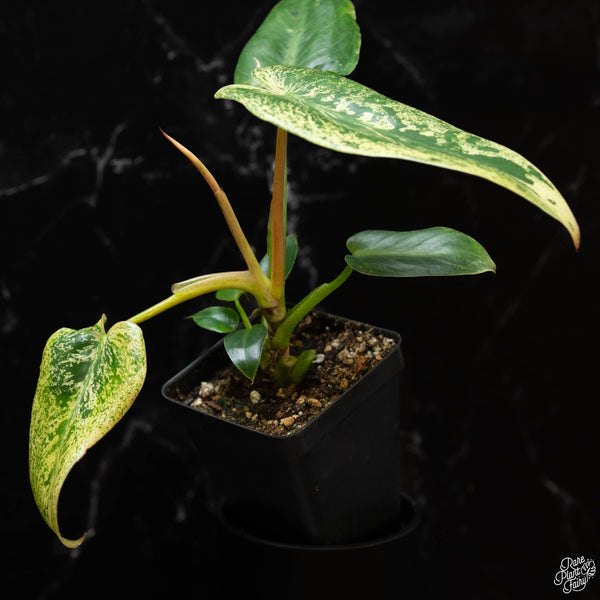 Philodendron ilsemanii (wk4-B) *from Kunzo*