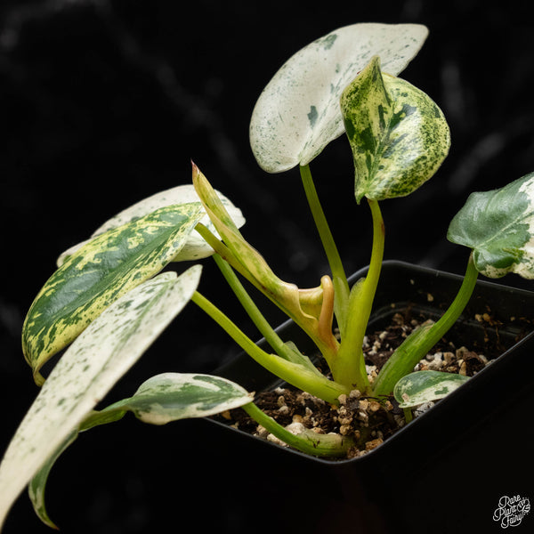 Philodendron ilsemanii (B50) *Kunzo lineage*