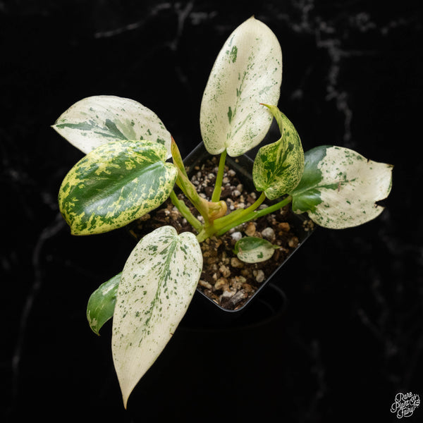 Philodendron ilsemanii (B50) *Kunzo lineage*