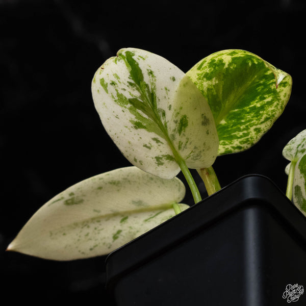 Philodendron ilsemanii (B50) *Kunzo lineage*