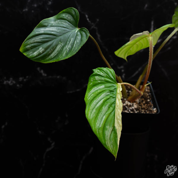 Philodendron mamei albo variegated (wk2-A)