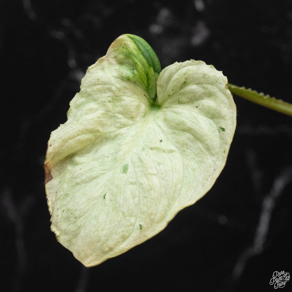 Philodendron mamei albo variegated (wk2-B)