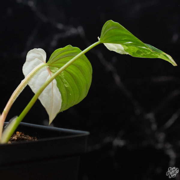 Philodendron mamei albo variegated (wk2-B)